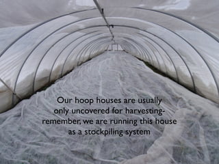 Our hoop houses are usually
only uncovered for harvesting-
remember, we are running this house
as a stockpiling system
 