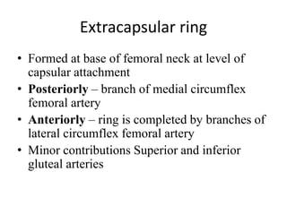 • Formed at base of femoral neck at level of
capsular attachment
• Posteriorly – branch of medial circumflex
femoral artery
• Anteriorly – ring is completed by branches of
lateral circumflex femoral artery
• Minor contributions Superior and inferior
gluteal arteries
Extracapsular ring
 