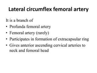 Lateral circumflex femoral artery
It is a branch of
• Profunda femoral artery
• Femoral artery (rarely)
• Participates in formation of extracapsular ring
• Gives anterior ascending cervical arteries to
neck and femoral head
 