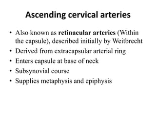 Ascending cervical arteries
• Also known as retinacular arteries (Within
the capsule), described initially by Weitbrecht
• Derived from extracapsular arterial ring
• Enters capsule at base of neck
• Subsynovial course
• Supplies metaphysis and epiphysis
 