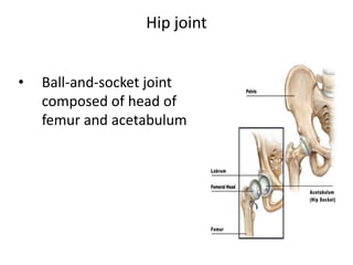 Hip joint
• Ball-and-socket joint
composed of head of
femur and acetabulum
 
