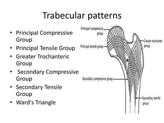 Trabecular patterns
• Principal Compressive
Group
• Principal Tensile Group
• Greater Trochanteric
Group
• Secondary Compressive
Group
• Secondary Tensile
Group
• Ward's Triangle
 