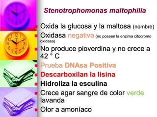 Stenotrophomonas maltophilia

   Oxida la glucosa y la maltosa (nombre)
   Oxidasa negativa (no poseen la enzima citocromo
    oxidasa)

   No produce pioverdina y no crece a
    42 ° C
   Prueba DNAsa Positiva
   Descarboxilan la lisina
   Hidroliza la esculina
   Crece agar sangre de color verde
    lavanda
   Olor a amoníaco
 