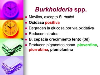 Burkholderia spp.
   Moviles, excepto B. mallei
   Oxidasa positiva
   Degradan la glucosa por vía oxidativa
   Reducen nitratos
   B. cepacia crecimiento lento (3d)
   Producen pigmentos como pioverdina,
    piorrubina, piomelanina
 