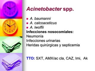 Acinetobacter spp.
 A. baumanni
 A. calcoaceticus
 A. lwoffii
Infecciones nosocomiales:
Neumonía
Infecciones urinarias
Heridas quirúrgicas y septicemia


TTO: SXT, AMX/ac cla, CAZ, Imi, Ak
 