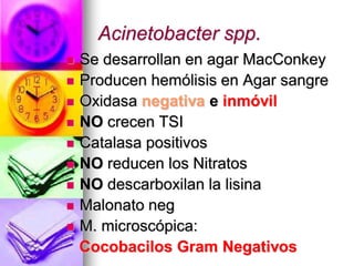 Acinetobacter spp.
   Se desarrollan en agar MacConkey
   Producen hemólisis en Agar sangre
   Oxidasa negativa e inmóvil
   NO crecen TSI
   Catalasa positivos
   NO reducen los Nitratos
   NO descarboxilan la lisina
   Malonato neg
   M. microscópica:
    Cocobacilos Gram Negativos
 