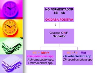 NO FERMENTADOR
                TSI k/k

            OXIDASA POSITIVA



              Glucosa O+/F-
                Oxidador




   MC + Mot +            MC +/ V Mot –
Pseudomonas spp.      Flavobacterium spp.
Achromobacter spp.    Chryseobacterium spp
 Ochrobactrum spp.
 