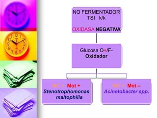 NO FERMENTADOR
          NO FERMENTADOR
               TSI k/k
               TSI k/k

          OXIDASA NEGATIVA
          OXIDASA NEGATIVA



             Glucosa O+/F-
             Glucosa O+/F-
               Oxidador
               Oxidador




    MC + Mot +           MC + Mot –
                         MC + Mot –
    MC + Mot +
Stenotrophomonas      Acinetobacter spp.
                       Acinetobacter sp
   S. maltophilia
      maltophilia
 