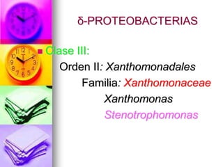 δ-PROTEOBACTERIAS

   Clase III:
       Orden II: Xanthomonadales
            Familia: Xanthomonaceae
                Xanthomonas
                Stenotrophomonas
 
