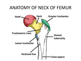 ANATOMY OF NECK OF FEMUR
 