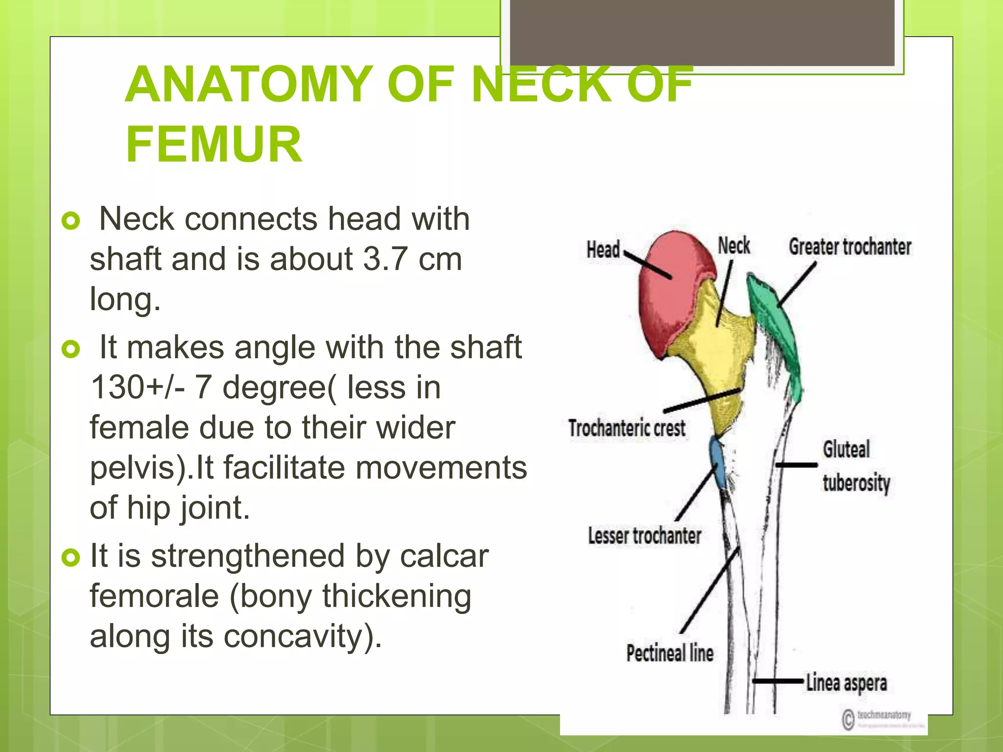 Nof fracture | PPT