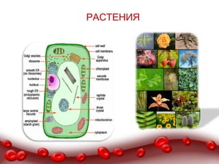 РАСТЕНИЯ
РАСТЕНИЯ
 