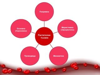 РАСТИТЕЛНИ ТЪКАНИ
 