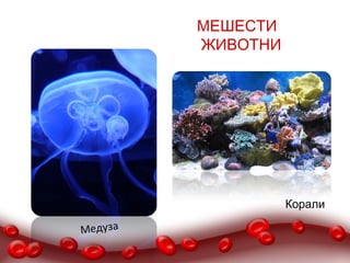 МЕШЕСТИ
         ЖИВОТНИ




                   Корали

Медуза
 