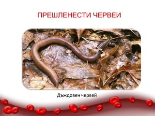 ПРЕШЛЕНЕСТИ ЧЕРВЕИ




    Дъждовен червей
 
