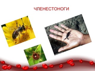 ЧЛЕНЕСТОНОГИ
 