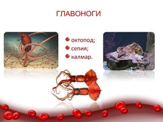 ГЛАВОНОГИ


   октопод;
   сепия;
   калмар.
 
