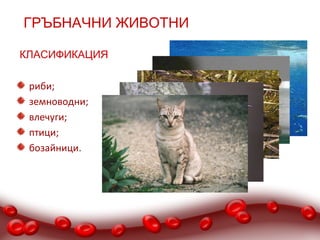  ГРЪБНАЧНИ ЖИВОТНИ

КЛAСИФИКАЦИЯ

 риби;
 земноводни;
 влечуги;
 птици;
 бозайници.
 
