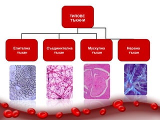 ТИПОВЕ ТЪКАНИ

                     ТИПОВЕ
                     ТЪКАНИ




Епителна   Съединителна       Мускулна   Нервна
  тъкан       тъкан            тъкан      тъкан
 