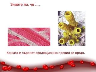 Знаете ли, че ….




Кожата е първият еволюционно появил се орган.
 