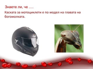 Знаете ли, че ….
Каската за мотоциклети е по модел на главата на
богомолката.
 