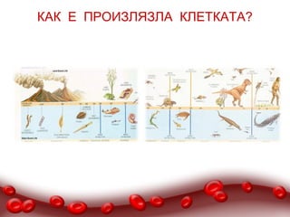 КАК Е ПРОИЗЛЯЗЛА КЛЕТКАТА?
 