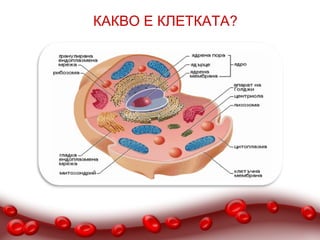 КАКВО Е КЛЕТКАТА?
 
