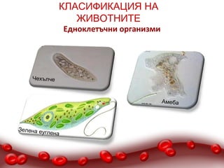 КЛАСИФИКАЦИЯ НА
                 ЖИВОТНИТЕ
                 Едноклетъчни организми




    Чехълче



                                          Амеба




Зелена еу
         глена
 