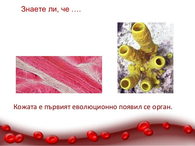 Многоклетъчни организми