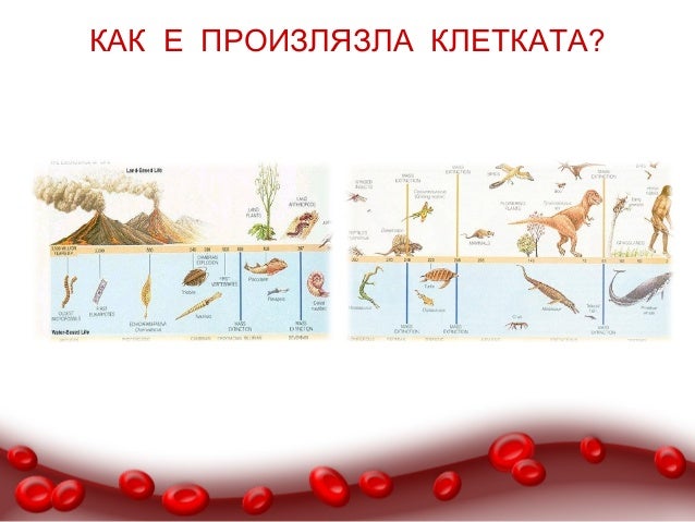 Многоклетъчни организми