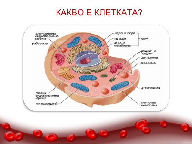 Многоклетъчни организми