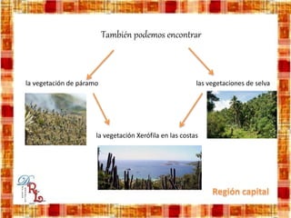 También podemos encontrar
la vegetación de páramo
la vegetación Xerófila en las costas
las vegetaciones de selva
 