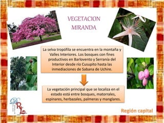 VEGETACION
MIRANDA
La vegetación principal que se localiza en el
estado está entre bosques, matorrales,
espinares, herbazales, palmeras y manglares.
La selva tropófila se encuentra en la montaña y
Valles Interiores. Los bosques con fines
productivos en Barlovento y Serranía del
Interior desde río Cusupito hasta las
inmediaciones de Sabana de Uchire.
 