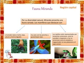 Fauna Miranda
Por su diversidad natural, Miranda presenta una
fauna variada. Los mamíferos que destacan son
el venado rojizo o locho, lapa,
picure y mono araguato.
Sus aves son las ponchas y
guacamayas rojas.
Los reptiles están representados por
serpientes venenosas, como la
cascabel y mapanare, y las no
venenosas como la cazadora y
tragavenado; la rana platanera y el
sapo común.
 