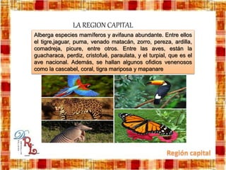 Alberga especies mamíferos y avifauna abundante. Entre ellos
el tigre,jaguar, puma, venado matacán, zorro, pereza, ardilla,
comadreja, picure, entre otros. Entre las aves, están la
guacharaca, perdiz, cristofué, paraulata, y el turpial, que es el
ave nacional. Además, se hallan algunos ofidios venenosos
como la cascabel, coral, tigra mariposa y mapanare
LA REGION CAPITAL
 