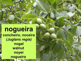 nogueira
concheiro, noceira
(Juglans regia)
nogal
walnut
noyer
nogueira
 
