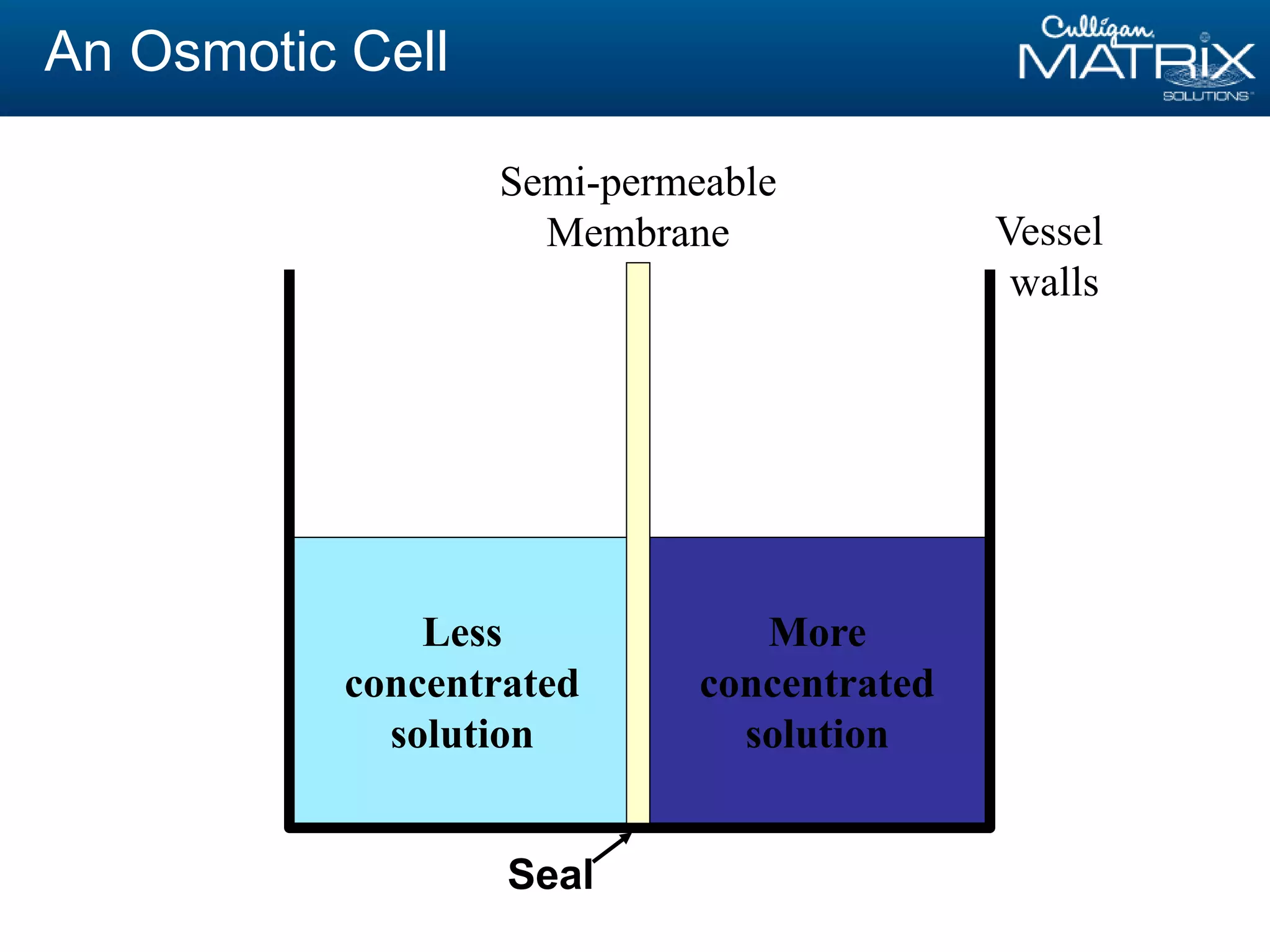 An Osmotic Cell
More
concentrated
solution
Less
concentrated
solution
Semi-permeable
Membrane Vessel
walls
Seal
 