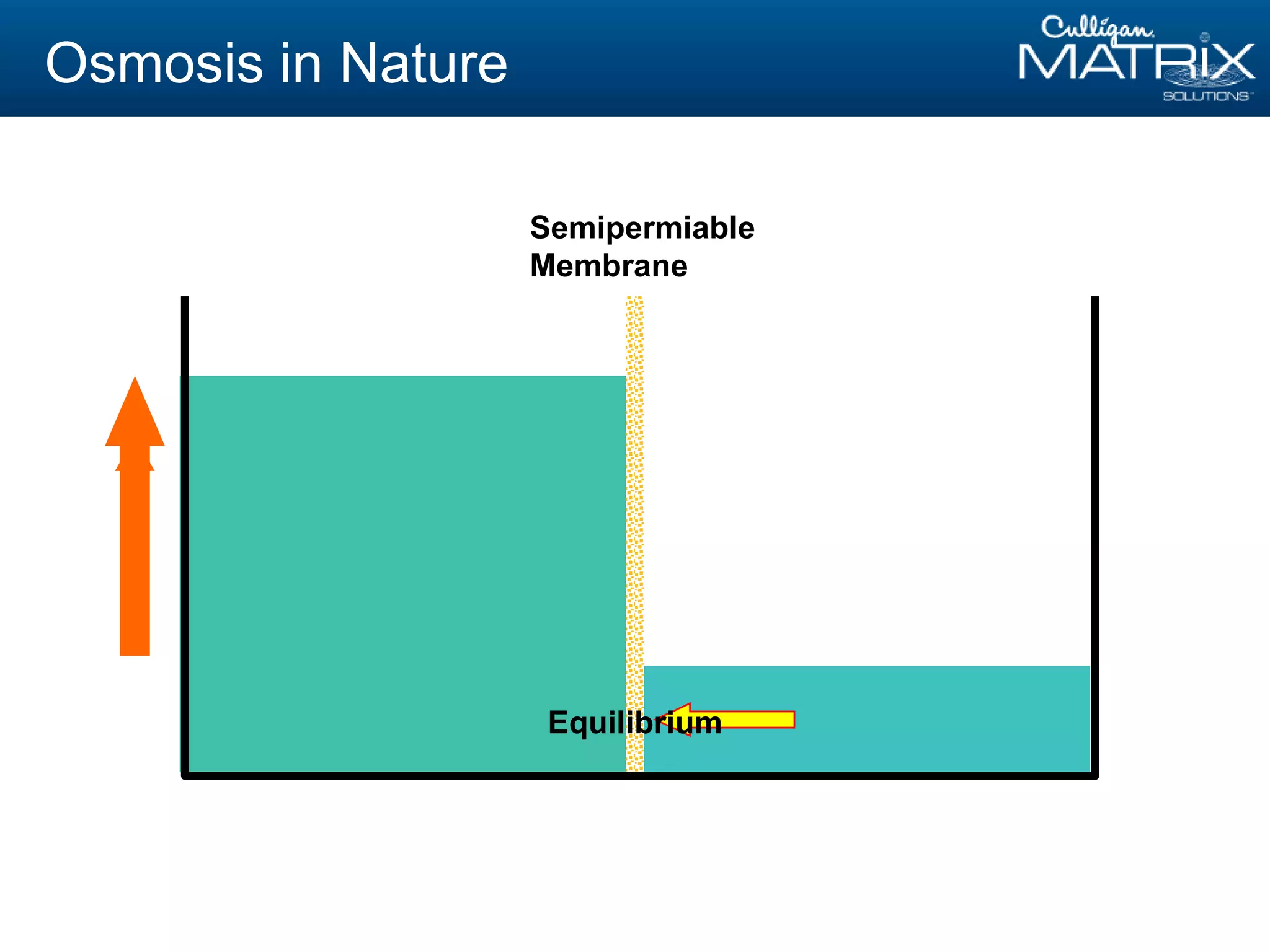 Semipermiable
Membrane
Equilibrium
Osmosis in Nature
 