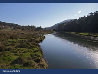Esteiro do Tállara
 