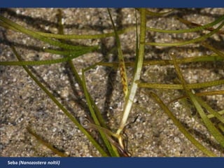 Seba (Nanozostera noltii)
 