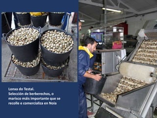 Lonxa do Testal.
Selección de berberechos, o
marisco máis importante que se
recolle e comercializa en Noia
 