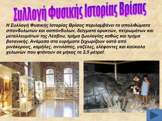 Η ΢πιινγή Φπζηθήο Ιζηνξίαο Βξίζαο πεξηιακβάλεη ηα απνιηζώκαηα
ζπνλδπισηώλ θαη αζπόλδπισλ, δείγκαηα νξπθηώλ, πεηξσκάησλ θαη
κεηαιιεπκάησλ ηεο Λέζβνπ, ηκήκα δσνινγίαο θαζώο θαη ηκήκα
βνηαληθήο. Αλάκεζα ζηα επξήκαηα μερσξίδνπλ νζηά από
ξηλόθεξνπο, θακήιεο, αληηιόπεο, γαδέιεο, ειέθαληεο θαη θαύθαια
ρεισλώλ πνπ θηάλνπλ ζε κήθνο ηα 2,5 κέηξα!

 