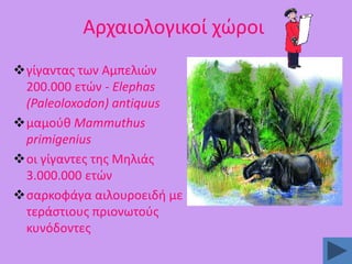 Αρχαιολογικοί χϊροι
γίγαντασ των Αμπελιϊν
200.000 ετϊν - Elephas
(Paleoloxodon) antiquus
μαμοφκ Mammuthus
primigenius
οι γίγαντεσ τθσ Μθλιάσ
3.000.000 ετϊν
ςαρκοφάγα αιλουροειδι με
τεράςτιουσ πριονωτοφσ
κυνόδοντεσ

 