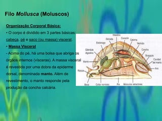 Filo Mollusca (Moluscos)
Organização Corporal Básica:
• O corpo é dividido em 3 partes básicas:
cabeça, pé e saco (ou massa) visceral.
• Massa Visceral
- Acima do pé, há uma bolsa que abriga os
órgãos internos (vísceras). A massa visceral
é revestida por uma dobra da epiderme
dorsal, denominada manto. Além de
revestimento, o manto responde pela
produção da concha calcária.
 