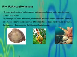 Filo Mollusca (Moluscos)
• O desenvolvimento de cada uma das partes corporais varia muito nos diferentes
grupos de moluscos;
• A presença e a forma da concha, bem como o desenvolvimento relativo da cabeça,
pé e massa visceral caracterizam as diferentes classes deste filo: Bivalves (Bivalvia),
Gastrópodes (Gastropoda) e Cefalópodes (Cephalopoda).
 