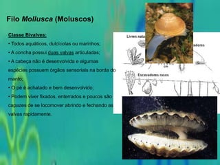 Filo Mollusca (Moluscos)
Classe Bivalves:
• Todos aquáticos, dulcícolas ou marinhos;
• A concha possui duas valvas articuladas;
• A cabeça não é desenvolvida e algumas
espécies possuem órgãos sensoriais na borda do
manto;
• O pé é achatado e bem desenvolvido;
• Podem viver fixados, enterrados e poucos são
capazes de se locomover abrindo e fechando as
valvas rapidamente.
 