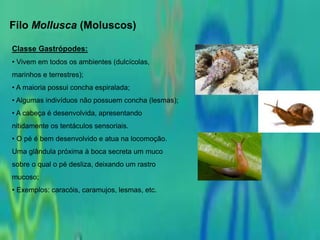 Filo Mollusca (Moluscos)
Classe Gastrópodes:
• Vivem em todos os ambientes (dulcícolas,
marinhos e terrestres);
• A maioria possui concha espiralada;
• Algumas indivíduos não possuem concha (lesmas);
• A cabeça é desenvolvida, apresentando
nitidamente os tentáculos sensoriais.
• O pé é bem desenvolvido e atua na locomoção.
Uma glândula próxima à boca secreta um muco
sobre o qual o pé desliza, deixando um rastro
mucoso;
• Exemplos: caracóis, caramujos, lesmas, etc.
 