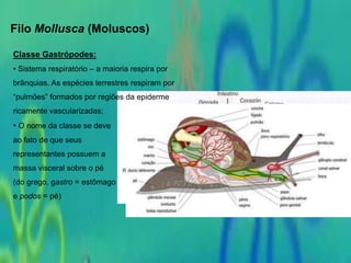 Filo Mollusca (Moluscos)
Classe Gastrópodes:
• Sistema respiratório – a maioria respira por
brânquias. As espécies terrestres respiram por
“pulmões” formados por regiões da epiderme
ricamente vascularizadas;
• O nome da classe se deve
ao fato de que seus
representantes possuem a
massa visceral sobre o pé
(do grego, gastro = estômago
e podos = pé)
 