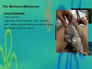 Filo Mollusca (Moluscos)
Classe Cefalópodes:
• Todos marinhos ;
• Alguns têm concha interna (ex: lulas) chamadas
“pena”, outros a concha é externa (ex: náutilo) e outros
não possuem concha (ex: polvo);
 