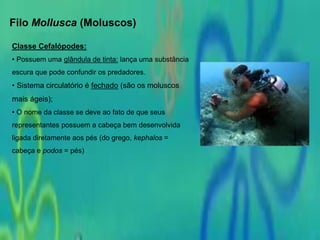 Filo Mollusca (Moluscos)
Classe Cefalópodes:
• Possuem uma glândula de tinta: lança uma substância
escura que pode confundir os predadores.
• Sistema circulatório é fechado (são os moluscos
mais ágeis);
• O nome da classe se deve ao fato de que seus
representantes possuem a cabeça bem desenvolvida
ligada diretamente aos pés (do grego, kephalos =
cabeça e podos = pés)
 